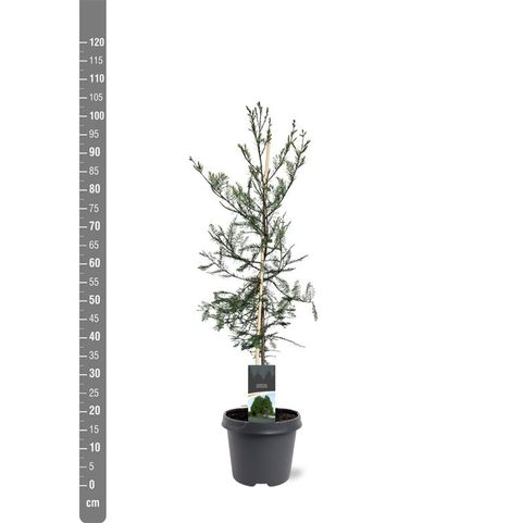 Taxodium distichum