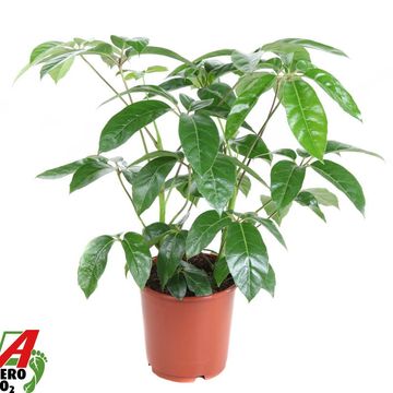 Schefflera actinophylla 'Amate'
