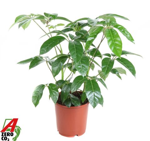 Schefflera actinophylla 'Amate'
