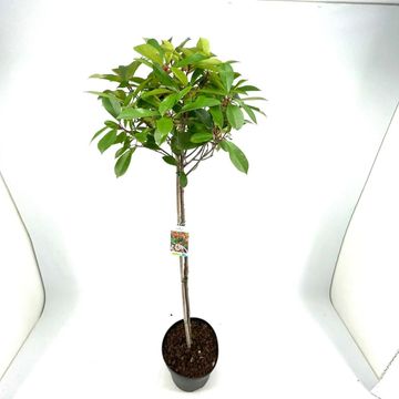 Photinia x fraseri 'Red Robin'