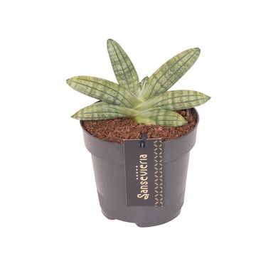 Sansevieria 'Inti Mini No.5'
