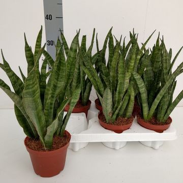 Sansevieria zeylanica 'Greenline'