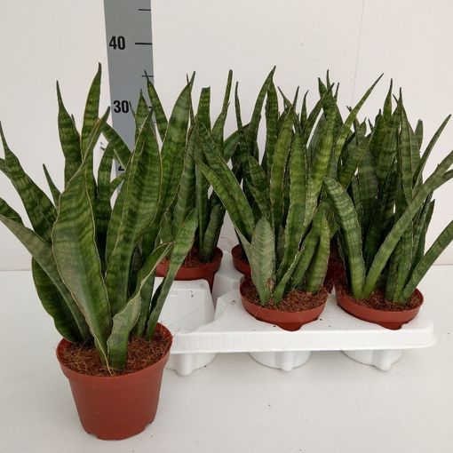 Sansevieria zeylanica 'Greenline'