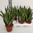 Sansevieria zeylanica 'Greenline'