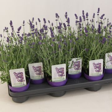 Lavandula angustifolia 'Vienco Purple'