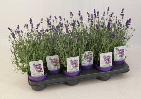 Lavandula angustifolia 'Vienco Purple'