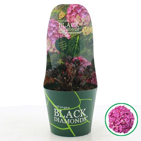 Hydrangea macrophylla BLACK DIAMONDS RED ANGEL PURPLE