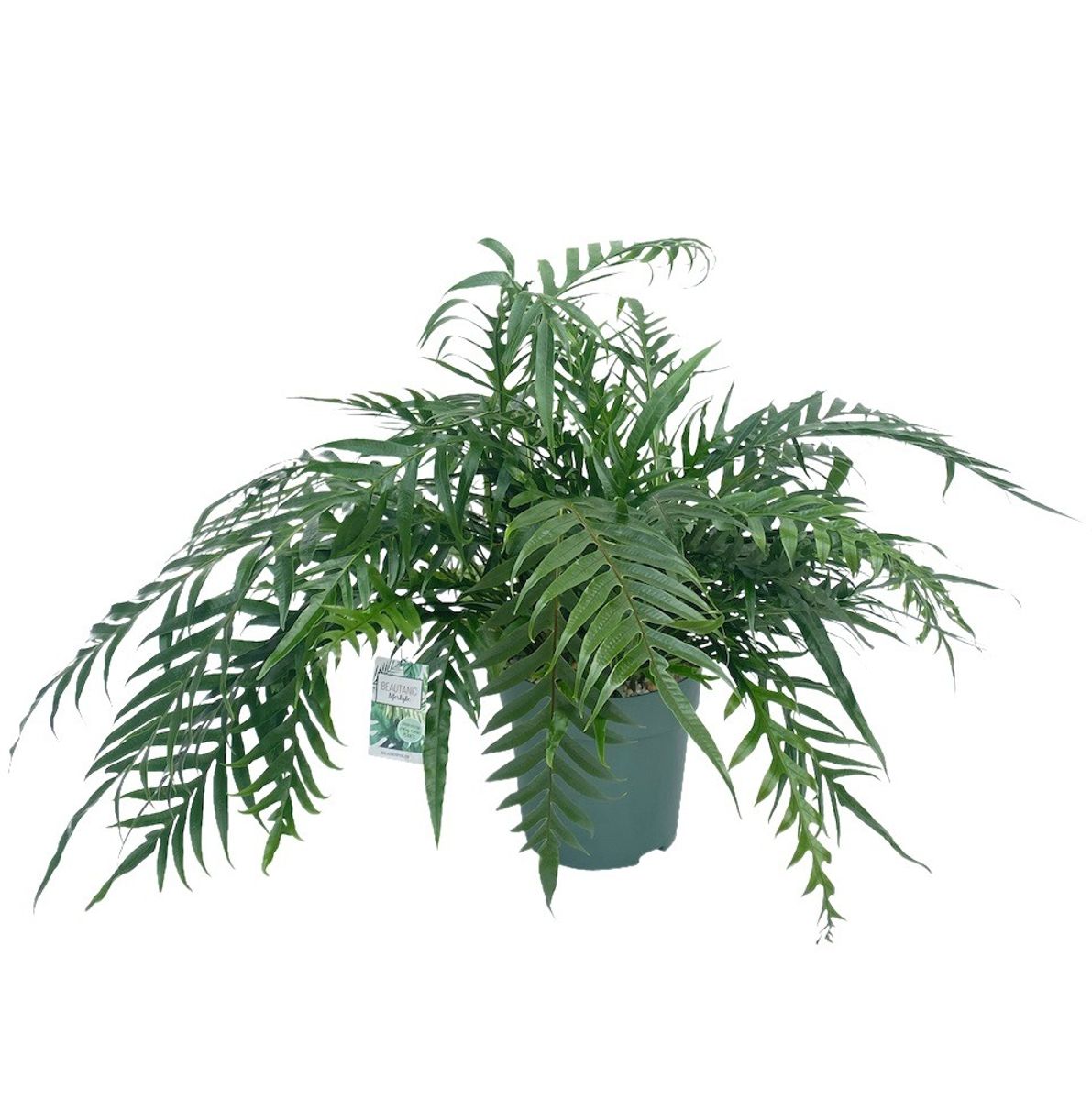 Aglaomorpha coronans 'Jim' — Plant Wholesale FlorAccess