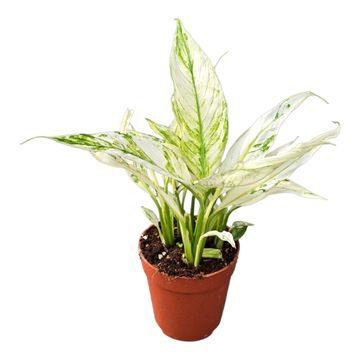 Spathiphyllum 'Snow Feather'
