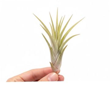 Tillandsia capitata 'Hermosa'