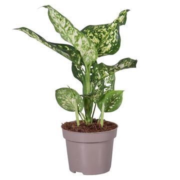 Aglaonema WHITE STAR