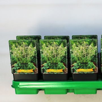 Heuchera sanguinea 'White Cloud'