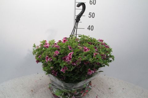 Pelargonium ANGELEYES MIX