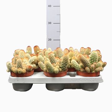 Mammillaria elongata