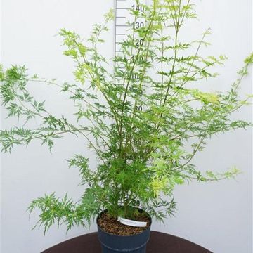 Acer palmatum 'Seiryu'