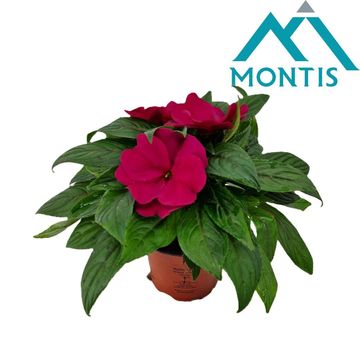 Impatiens COLORPOWER PURPLE BLUE