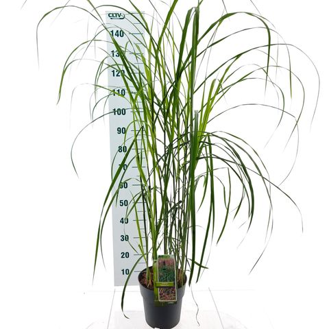 Miscanthus sinensis 'Malepartus'