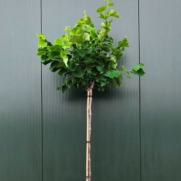 Cercis chinensis 'Avondale'