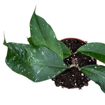 Hoya Sp Aceh Clone 12