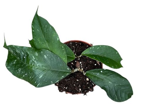 Hoya Sp Aceh Clone 12