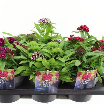 Dianthus barbatus BARBARINI MIX