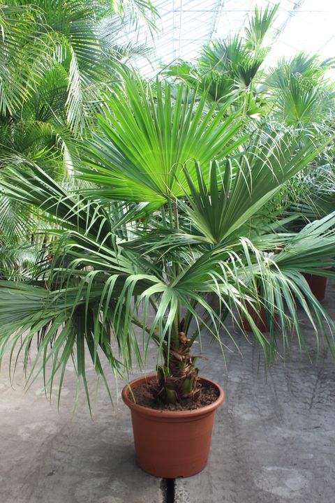 Livistona chinensis