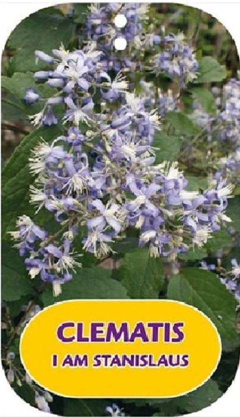Clematis I AM STANISLAUS (H)
