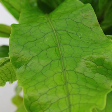 Microsorum musifolium 'Crocodyllus'