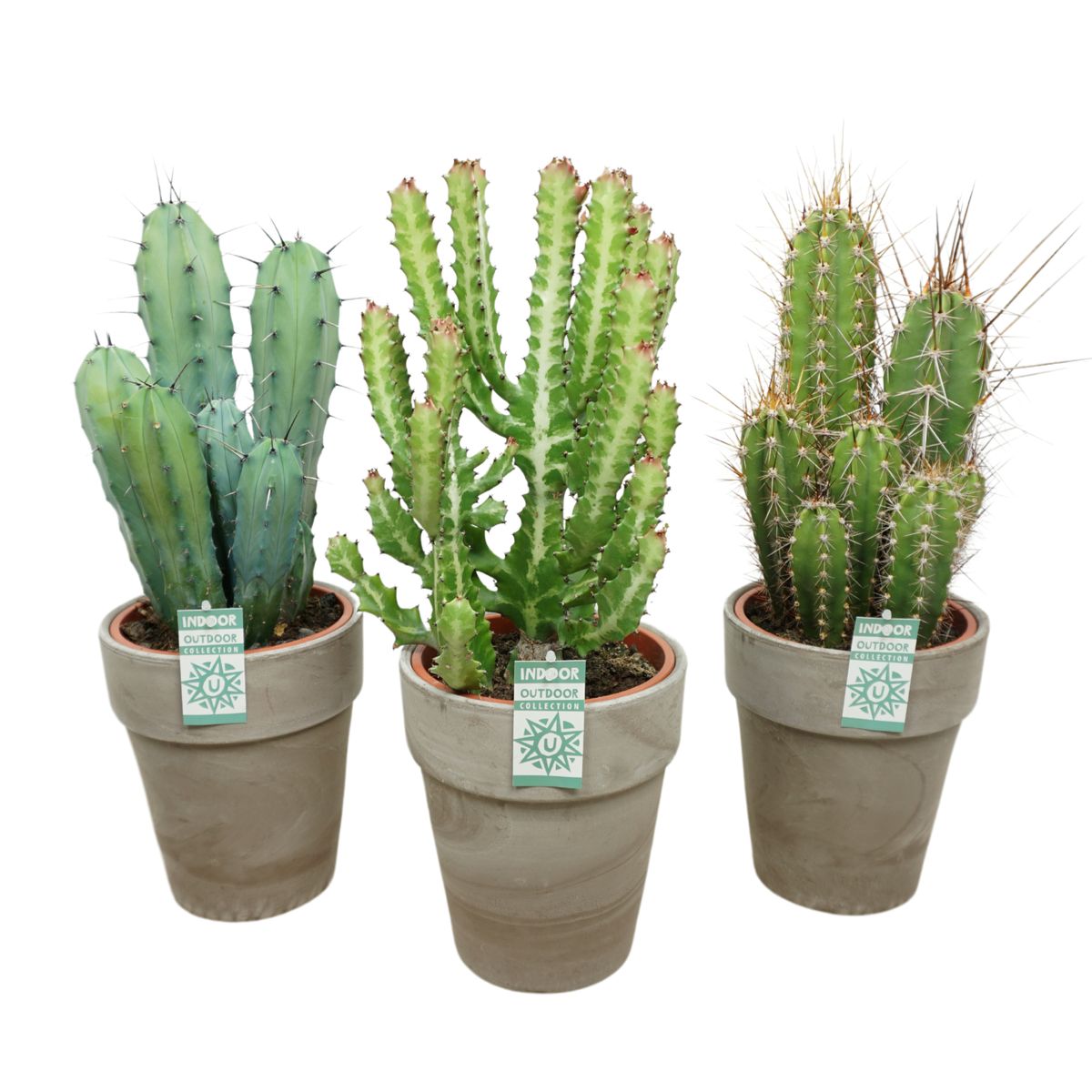 Cactus MIX — Plant Wholesale FlorAccess