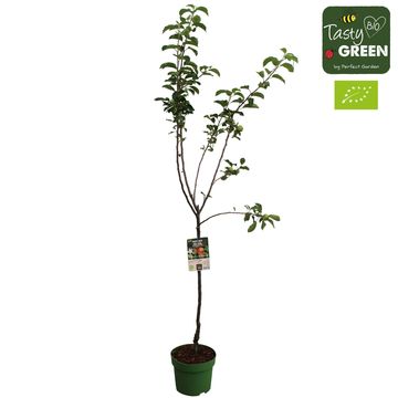 Malus domestica 'Elstar'