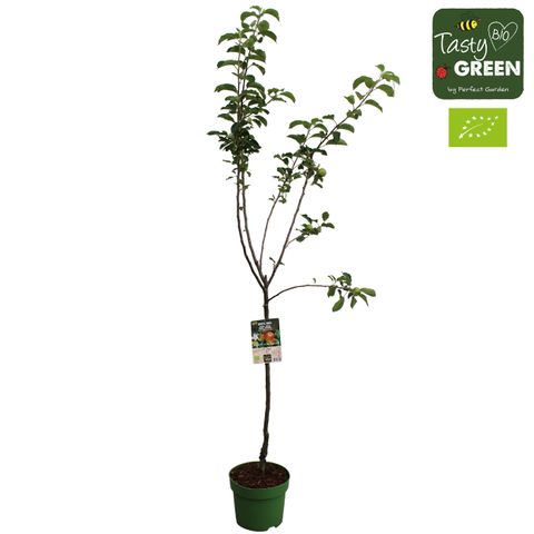 Malus domestica 'Elstar'