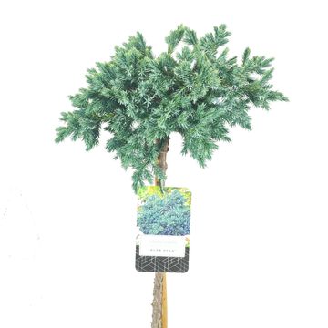 Juniperus squamata 'Blue Star'