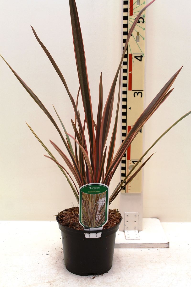 Phormium 'Maori Queen' — Plant Wholesale FlorAccess