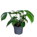 Philodendron 'Dragon Tail'