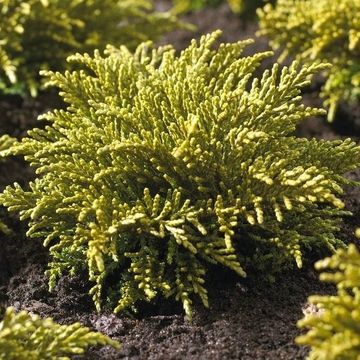 Hebe ochracea 'James Stirling'