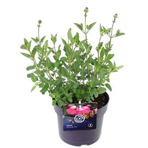 Salvia microphylla PINK LIPS (Noordpoel, Kwekerij de)