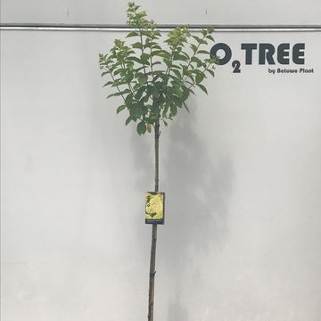 Hydrangea paniculata 'Limelight'