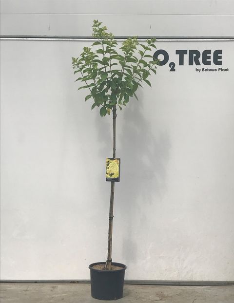 Hydrangea paniculata 'Limelight'