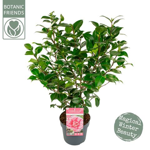 Camellia japonica 'Bonomiana'