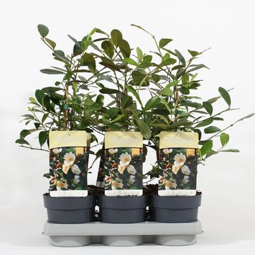 Magnolia laevifolia 'Fairy Honey Velvet'