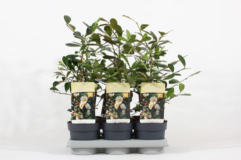 Magnolia laevifolia 'Fairy Honey Velvet'