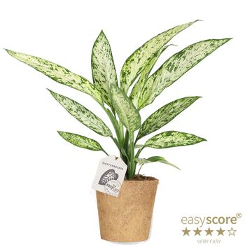 Dieffenbachia 'Vesuvius'