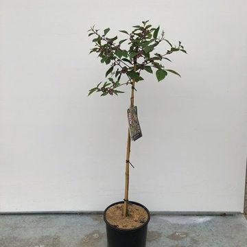 Callicarpa bodinieri 'Profusion'