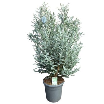 Eucalyptus gunnii AZURA