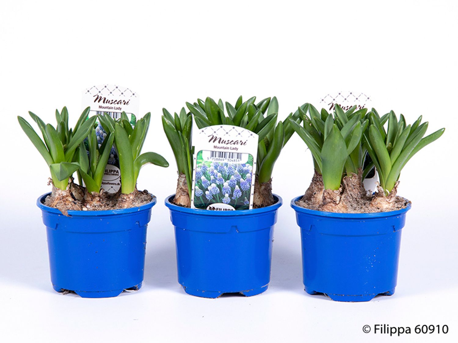 Muscari 'Mountain Lady' — Plant Wholesale FlorAccess