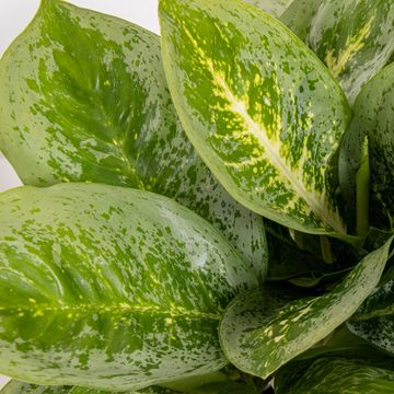 Aglaonema 'Lemon Mint'