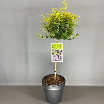 Euonymus fortunei 'Emerald 'n' Gold'