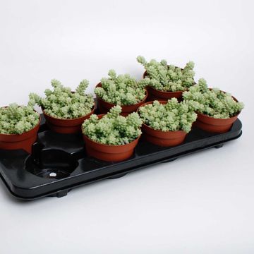 Sedum burrito
