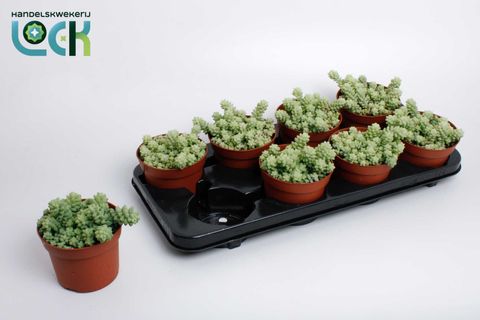 Sedum burrito