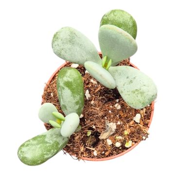 Cotyledon orbiculata 'Higginsiae'